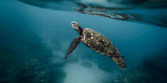 Sea turtle swimming beneath the ocean surface above a rocky seafloor