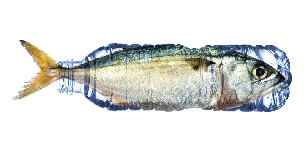 Fish trapped inside a crushed plastic water bottle against white background highlighting ocean plastic pollution