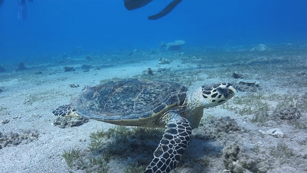 Sea turtle swimming over a sandy seafloor with patches of seagrass in clear blue ocean water