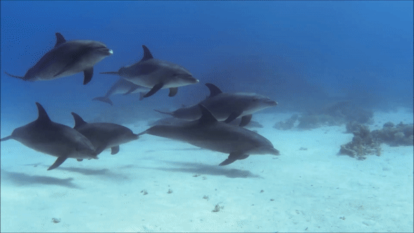 Pod of dolphins swimming over a sandy seabed in clear blue ocean water