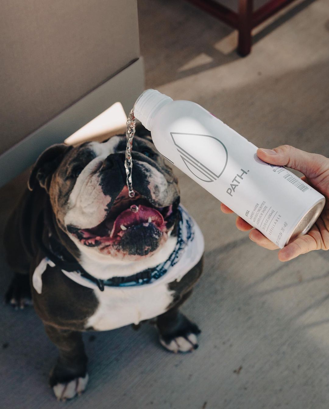 Bulldog drinking while a person pours PATH water from a white bottle over its open mouth on a concrete patio